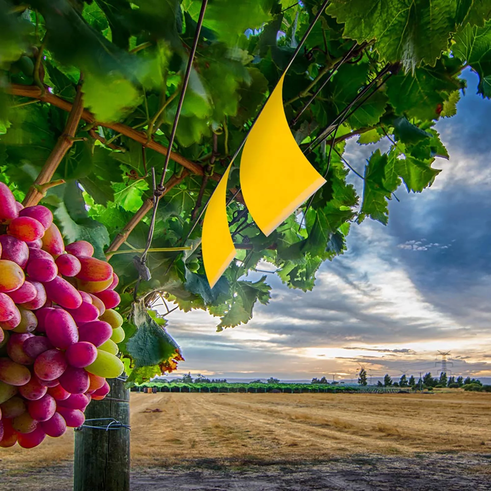 Lamina Adhesiva Amarilla Para Invernadero Mini (1 Lt) Control Up - Imagen 2